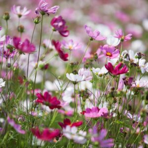 2025/08/garden-cosmos-7448322_1280.jpg Cosmos 'sensation mix' - 100 seeds
