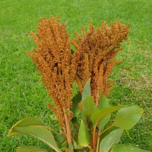 Amaranthus 'hot biscuits' - 50 seeds