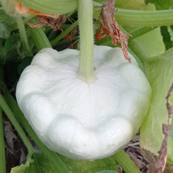 Patty pan squash 'green tint' - 5 seeds