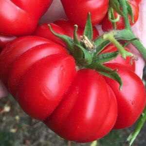 Tomato 'constoluto di parma' - 10 seeds