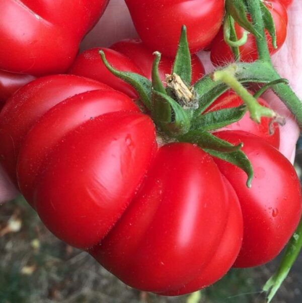Tomato 'constoluto di parma' - 10 seeds