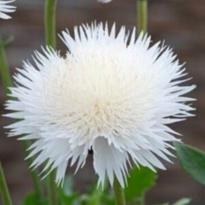 2025/10/20251007_175841.jpg Centaurea moschata (white) - 25 seeds