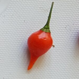 Biquinho pepper - 10 seeds