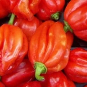 Scotch bonnet pepper (red) - 5 seeds