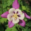 Aquilegia 'mckana giants' - 50 seeds