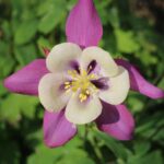 Aquilegia 'mckana giants' - 50 seeds