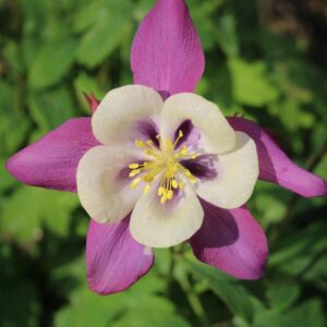 Aquilegia 'mckana giants' - 50 seeds