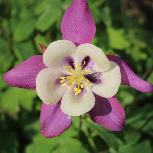 Aquilegia 'mckana giants' - 50 seeds