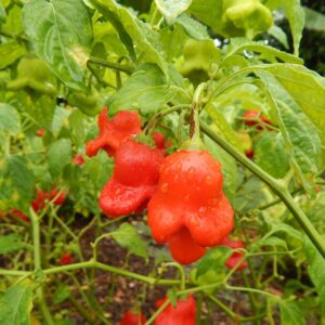 Bishops crown chilli - 5 seeds