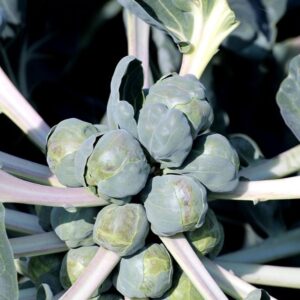 2026/05/20260505_165226.jpg Brussel sprouts 'long island' - 50 seeds