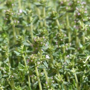 Thyme - 100 seeds