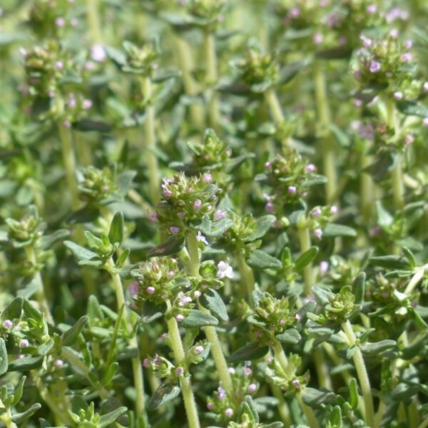 Thyme - 100 seeds