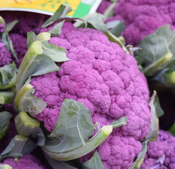 georilla-vegetables-1218701 Violet cauliflower - 25 seeds