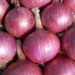 moviedo-onion-1430062 Onion 'red creole' - 100 seeds